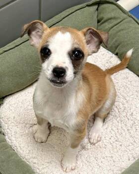 Chihuahua and Terrier Dogs Available for Adoption - Gary | PetCurious
