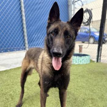 Belgian Shepherd Malinois Dogs Available for Adoption - Johnny Utah | PetCurious