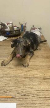 Rescue Mountain Cur and Catahoula Leopard Dog Dogs for Adoption in Uxbridge, Massachusetts - Sequoia | PetCurious