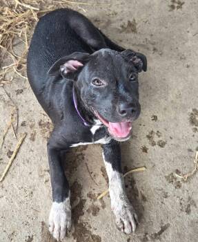 Helen -  Beagle and Black Labrador Retriever Dog for Adoption in Melbourne, Arkansas - Helen | PetCurious