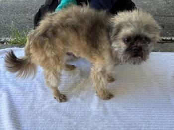 Pulisic -  Shih Tzu and Mixed Breed Dog for Adoption in Bellevue, Washington - Pulisic | PetCurious
