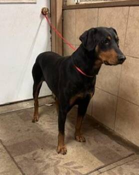 Odie -  Doberman Pinscher Dog for Adoption in Denison, Iowa - Odie | PetCurious