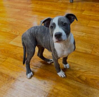 Mixed Breed Dogs Available for Adoption in Ocala, Florida - Beebs | PetCurious