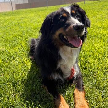 Joey -  Australian Shepherd Dog for Adoption in Goleta, California - Joey | PetCurious