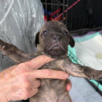 Chino -  Mixed Breed Dog for Adoption in Rockville, Maryland - Chino | PetCurious