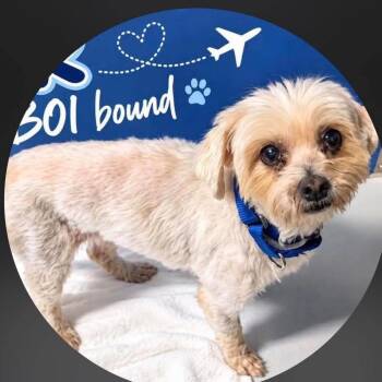 JR -  Maltese and Mixed Breed Dog for Adoption in Nampa, Idaho - JR | PetCurious