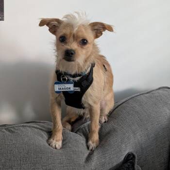 Seaside -  Terrier and Mixed Breed Dog for Adoption in Wake Forest, North Carolina - Seaside | PetCurious