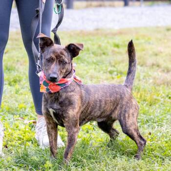 Rescue Feist Dogs for Adoption in West Grove, Pennsylvania - Gigi (Female)   Avail 10/18 | PetCurious
