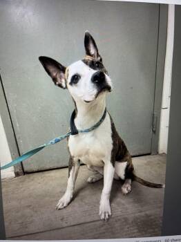 Pit Bull Terrier and Spaniel Dogs Available for Adoption - Quinn | PetCurious