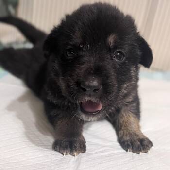 Maggie May -  Mixed Breed Dog for Adoption in Brownsboro, Alabama - Maggie May | PetCurious