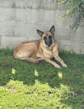 Belgian Shepherd Malinois Dogs Available for Adoption - Mia  | PetCurious