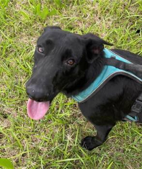 German Shepherd Dog and Labrador Retriever Dogs Available for Adoption in Brookeville, Maryland - Buttercup | PetCurious