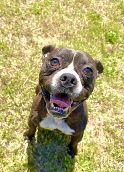 Boston Terrier and Pit Bull Terrier Dogs Available for Adoption in Maryville, Tennessee - Batman | PetCurious