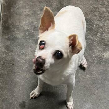 Chihuahua Dogs Available for Adoption in Sarasota, Florida - Milkshake | PetCurious