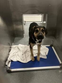 Mixed Breed Dogs Available for Adoption - FAT BOY | PetCurious