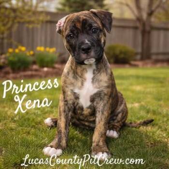American Staffordshire Terrier and Pit Bull Terrier Dogs Available for Adoption - Princess Xena | PetCurious
