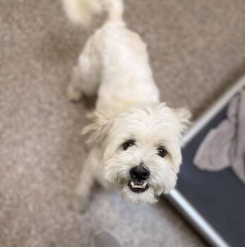 Donut -  Maltese Dog for Adoption in Hilton Head Island, South Carolina - Donut | PetCurious