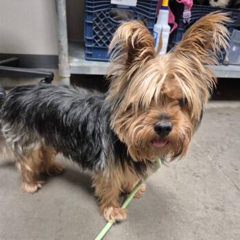 Tribeca -  Yorkshire Terrier Dog for Adoption in Yuma, Arizona - Tribeca | PetCurious