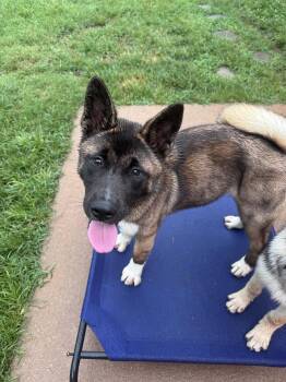 Jace -  Akita Dog for Adoption in Greenville, South Carolina - Jace | PetCurious