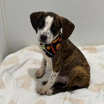 Rescue Hound Dogs for Adoption in Columbia, South Carolina - Tom | PetCurious