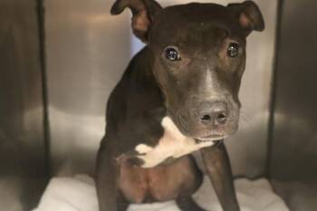 ZADIE -  Mixed Breed Dog for Adoption in Columbia, South Carolina - ZADIE | PetCurious