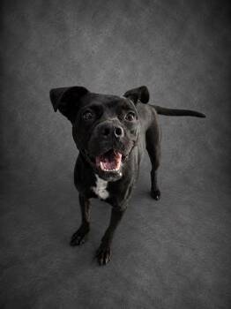 FANCY -  American Bulldog and Boxer Dog for Adoption in Winter Haven, Florida - FANCY | PetCurious
