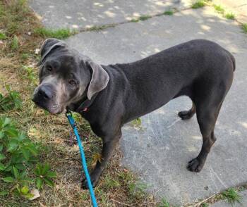 XENA -  Cane Corso Dog for Adoption in Minneapolis, Minnesota - XENA | PetCurious