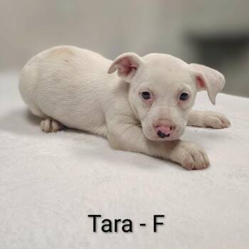 Tara -  Pit Bull Terrier and Chihuahua Dog for Adoption in Griswold, Connecticut - Tara | PetCurious