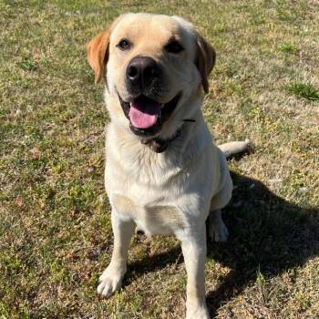 Yellow Labrador Retriever Dogs Available for Adoption in Eastford, Connecticut - CT Bennie | PetCurious