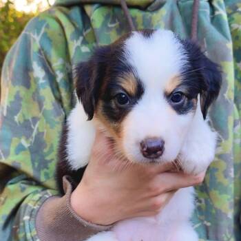 CT Mist avail Oct 24 (Scarecrow Festival- Somers, CT) -  Australian Shepherd Dog for Adoption in Eastford, Connecticut - CT Mist Avail Oct 24 (Scarecrow Festival- Somers, CT) | PetCurious