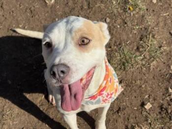 Pit Bull Terrier and Mixed Breed Dogs Available for Adoption - JENNY | PetCurious