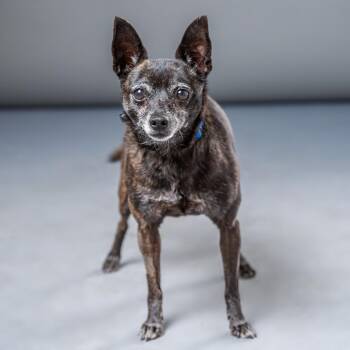 Chihuahua Dogs Available for Adoption in Palm Springs, California - Lala | PetCurious
