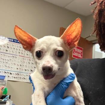 Ethel -  Chihuahua Dog for Adoption in Yuma, Arizona - Ethel | PetCurious