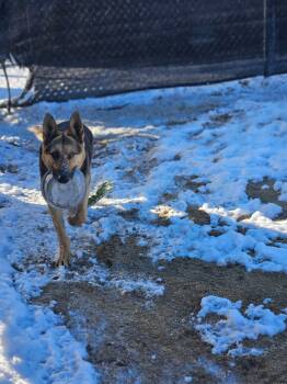Declan -  German Shepherd Dog Dog for Adoption in Incline Village, Nevada - Declan | PetCurious