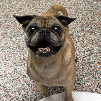 Gemma -  Mixed Breed and Pug Dog for Adoption in Salt Lake City, Utah - Gemma | PetCurious