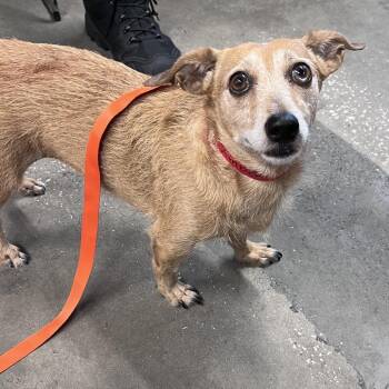 Amber -  Miniature Dachshund Dog for Adoption in Tampa, Florida - Amber | PetCurious