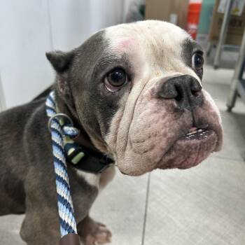 Cornelius -  Mixed Breed Dog for Adoption in Newark, New Jersey - Cornelius | PetCurious