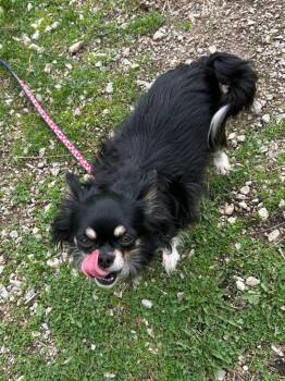 Chihuahua Dogs Available for Adoption in Taycheedah, Wisconsin - Chilie | PetCurious