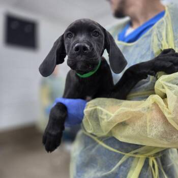 Mortar -  Hound and Cane Corso Dog for Adoption in Incline Village, Nevada - Mortar | PetCurious