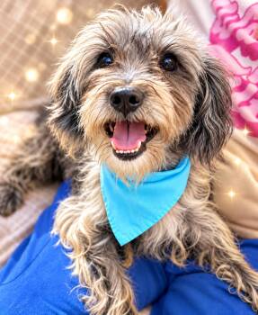 Frankie -  Havanese Dog for Adoption in Long Beach, New York - Frankie | PetCurious