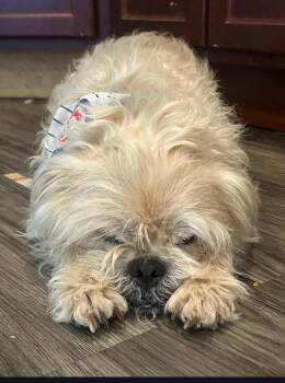 Jaxon -  Shih Tzu Dog for Adoption in Wheaton, Illinois - Jaxon | PetCurious