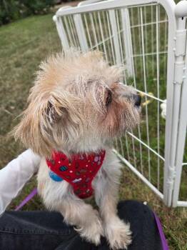 Latte -  Shih Tzu and Mixed Breed Dog for Adoption in Fort Collins, Colorado - Latte | PetCurious