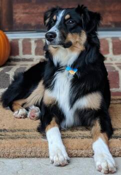 Australian Shepherd Dogs Available for Adoption in Dallas, Texas - Harvey | PetCurious
