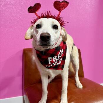 Heaven Pearl -  Golden Retriever and Whippet Dog for Adoption in Houston, Texas - Heaven Pearl | PetCurious