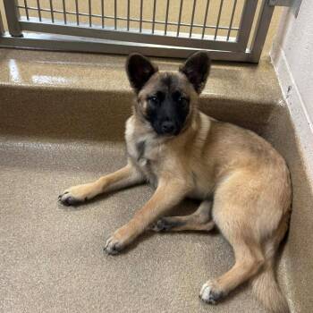 Terrier Dogs Available for Adoption - Dara | PetCurious