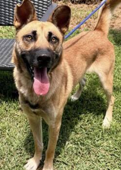 Belgian Shepherd Malinois and German Shepherd Dog Dogs Available for Adoption in Cumming, Georgia - Dude | PetCurious