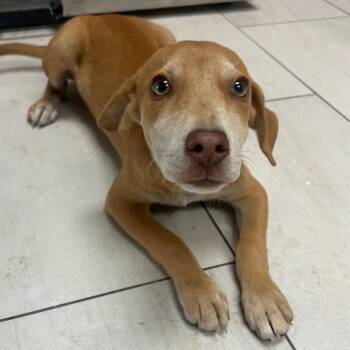 Liam -  Mixed Breed Dog for Adoption in Lufkin, Texas - Liam | PetCurious
