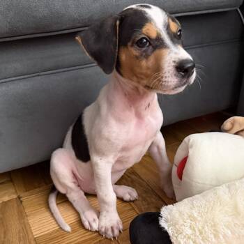 SOS Eumy - The Tiny LoveBug SOS -  Labrador Retriever and Beagle Dog for Adoption in Carolina, Carolina - SOS Eumy - The Tiny LoveBug SOS | PetCurious