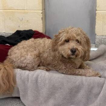 Riley -  Poodle Dog for Adoption in Queenstown, Maryland - Riley | PetCurious