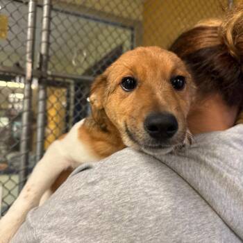 Bean -  Australian Shepherd Dog for Adoption in Charlottesville, Virginia - Bean | PetCurious